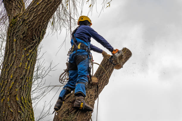 Best Commercial Tree Services  in Hazel Dell, WA